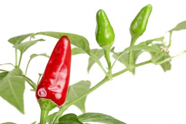 Şube kırmızı biber biber yaprağı ile beyaz bir arka plan üzerinde hiçbir gölge izole.