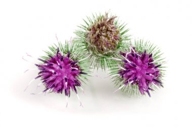 Beyaz arka plan üzerinde izole dulavratotu çiçek. Tıbbi bitki: Arctium