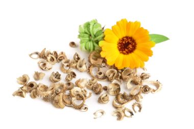 Calendula. Kadife çiçeği çiçek beyaz arka plan üzerinde izole tohumları ile