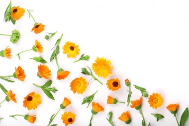 Calendula. Beyaz arka plan üzerinde izole kadife çiçeği çiçek. Metniniz için kopya alanı ile köşe. Üstten Görünüm