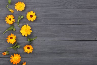 Calendula. Kadife çiçeği çiçek kopya alanı metni siyah beyaz zemin üzerine. Üstten Görünüm