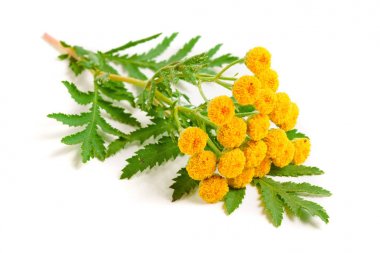 Beyaz bir arka plan üzerinde izole yaprak ile solucan otu. Tıbbi bitki