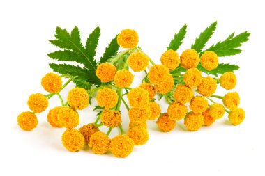 Beyaz bir arka plan üzerinde izole yaprak ile solucan otu. Tıbbi bitki