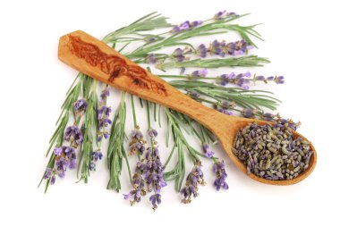 dal taze lavanta ve beyaz arka plan üzerinde izole kaşığı kurutulmuş