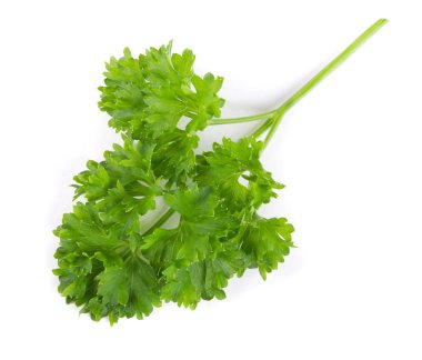 Beyaz bir arka plan üzerinde izole kıvırcık maydanoz