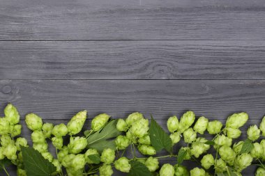 Siyah ahşap zemin üzerine taze yeşil hop külah. Bira üretimi için madde. Metniniz için kopya alanı ile Üstten Görünüm