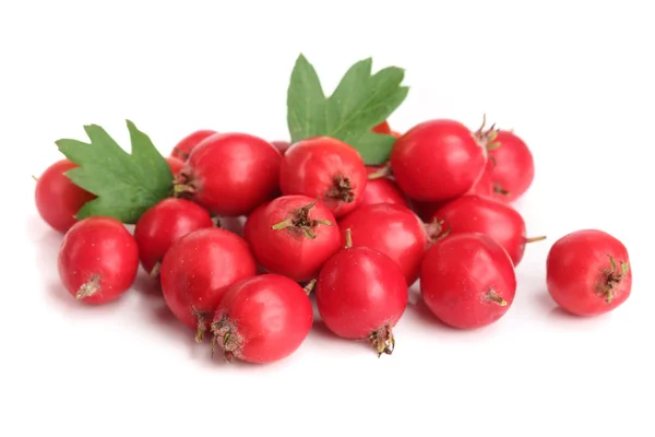 Hawthorn berry with leaf isolated on white background close-up — Stock Photo, Image