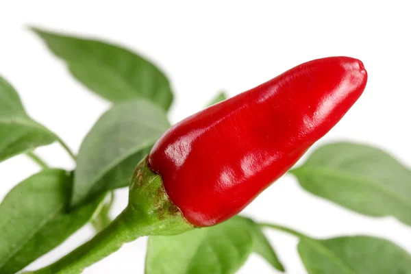 Red chili pepper with leaf isolated on a white background no shadow — Stock Photo, Image