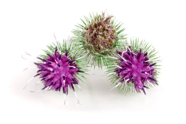 Beyaz arka plan üzerinde izole dulavratotu çiçek. Tıbbi bitki: Arctium