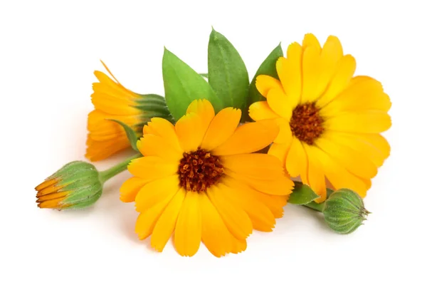 Calendula. Marigold flower with leaf isolated on white background — Stock Photo, Image