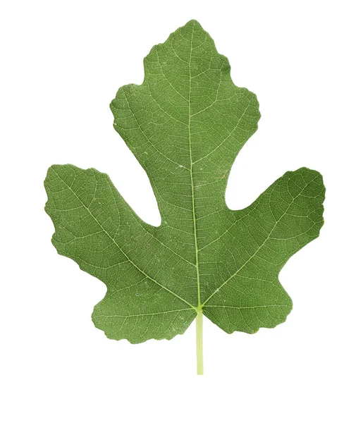 Beyaz arka plan üzerinde izole taze yeşil incir yaprağı
