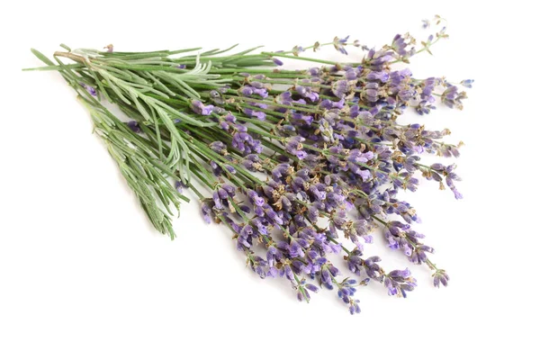 Beyaz bir arka plan üzerinde izole lavanta demet