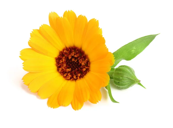 Calendula. Marigold flower with leaf isolated on white background — Stock Photo, Image