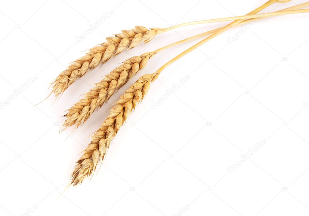 three ears of wheat isolated on white background. Top view