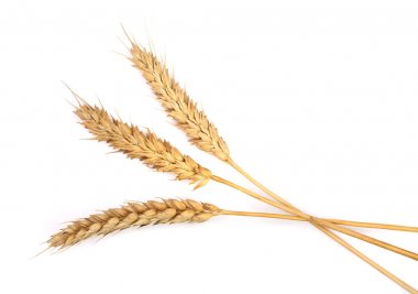 Beyaz arka plan üzerinde izole buğday üç kulakları. Üstten Görünüm