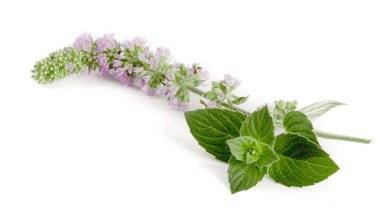 Taze nane ot çiçekli beyaz arka plan üzerinde izole