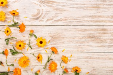 Calendula. Kadife çiçeği çiçek kopya alanı metniniz için beyaz zemin üzerine. Üstten Görünüm