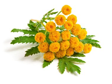 Beyaz bir arka plan üzerinde izole yaprak ile solucan otu. Tıbbi bitki