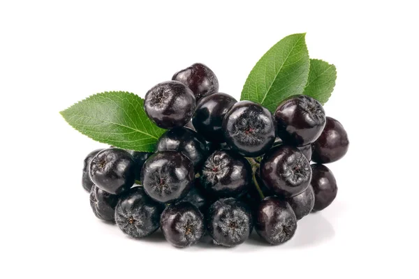 Chokeberry yaprak beyaz arka plan üzerinde izole. Siyah aronia çilek — Stok fotoğraf