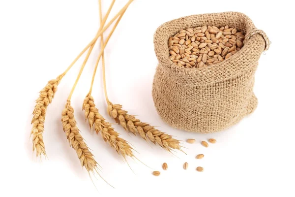 Spike pšenice a zrna pšenice v pytlovina pytel izolované na bílém pozadí — Stock fotografie