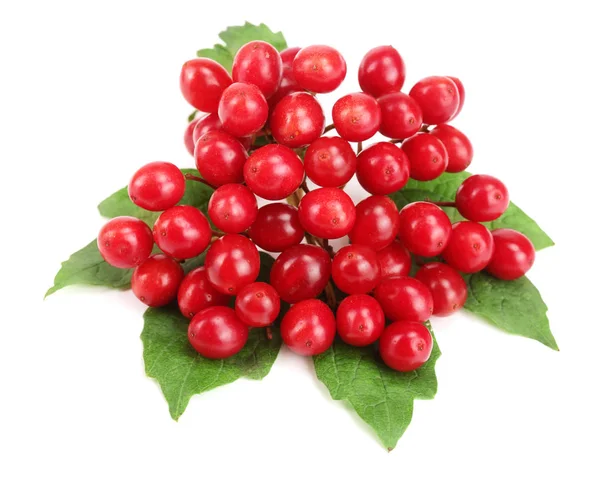 Bayas Viburnum con hojas aisladas sobre fondo blanco — Foto de Stock