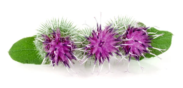 Beyaz arka plan üzerinde izole dulavratotu çiçek. Tıbbi bitki: Arctium