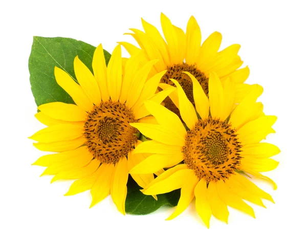 Drei Sonnenblumen mit Blättern auf weißem Hintergrund — Stockfoto
