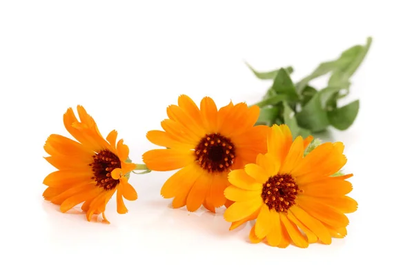 Calendula officinalis. Marigold flower with leaf isolated on white background — Stock Photo, Image