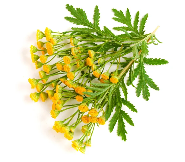 Beyaz bir arka plan üzerinde izole yaprak ile solucan otu. Tıbbi bitki