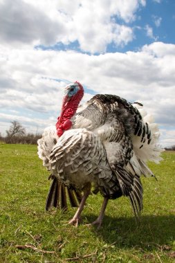 Türkiye erkek veya işkembe closeup mavi gökyüzü arka plan üzerinde