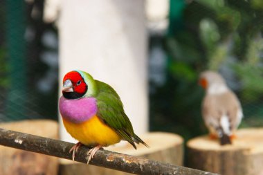 Gouldian finch veya Erythrura gouldiae, erkek, aka Bayan Gouldian finch, Goulds ispinozu veya gökkuşağı finch