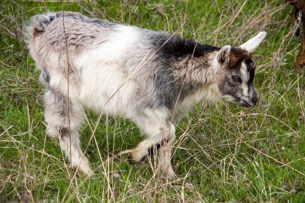 Один маленький козел пасеться на траві — стокове фото
