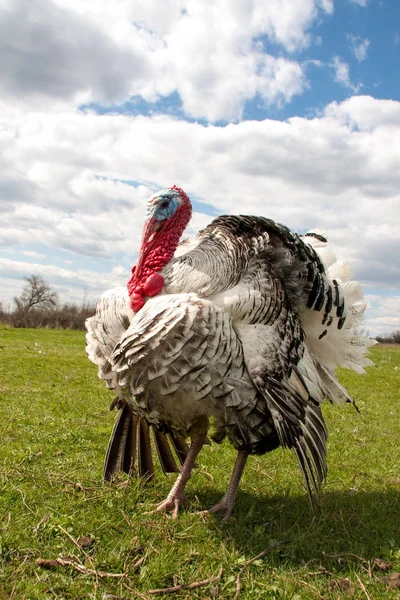 Türkiye erkek veya işkembe closeup mavi gökyüzü arka plan üzerinde