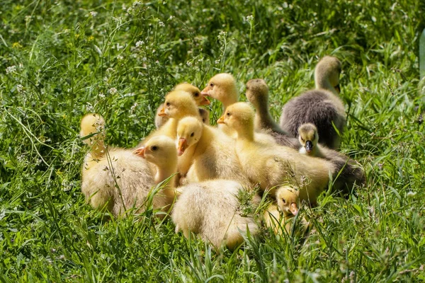 Una bandada de pequeños gansos pastando en hierba verde — Foto de Stock