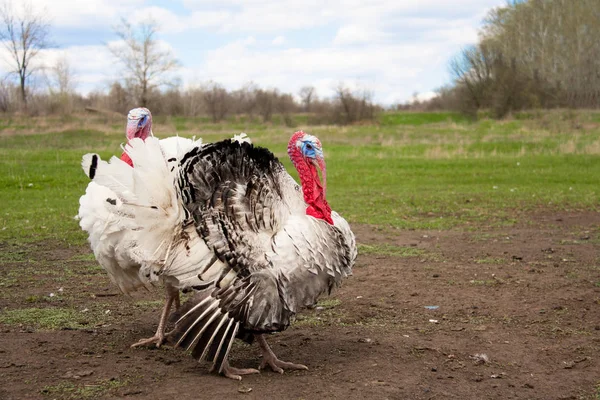 Pavo macho o gobbler en el pueblo pastando — Foto de Stock