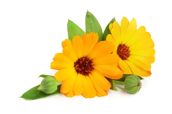 Calendula. Marigold flower with leaf isolated on white background — Stock Photo, Image