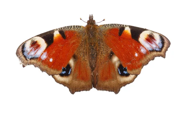 Европейская павлинья бабочка изолирована на белом фоне. Вид сверху — стоковое фото
