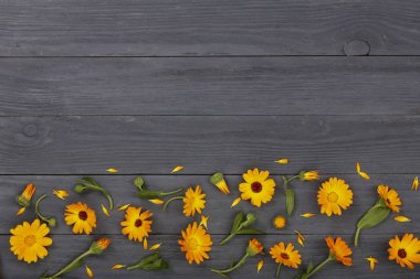 Calendula. Kadife çiçeği çiçek kopya alanı metni siyah beyaz zemin üzerine. Üstten Görünüm