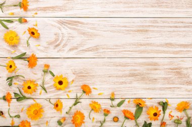 Calendula. Kadife çiçeği çiçek kopya alanı metniniz için beyaz zemin üzerine. Üstten Görünüm