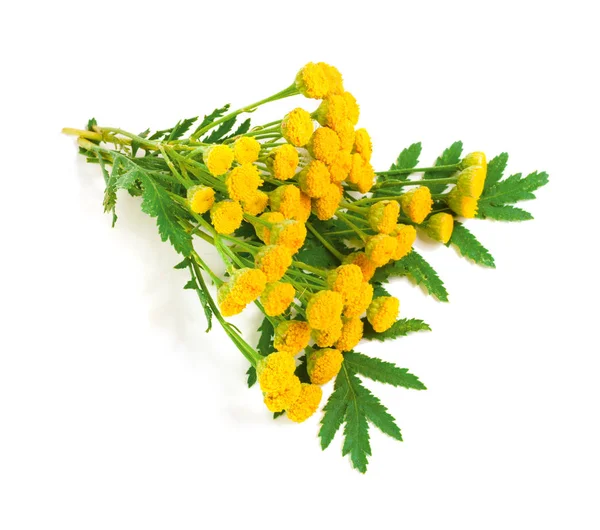 Beyaz bir arka plan üzerinde izole yaprak ile solucan otu. Tıbbi bitki