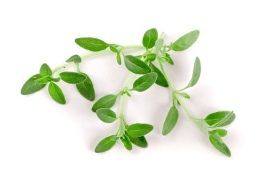 Beyaz arka plan üzerinde izole taze kekik baharat