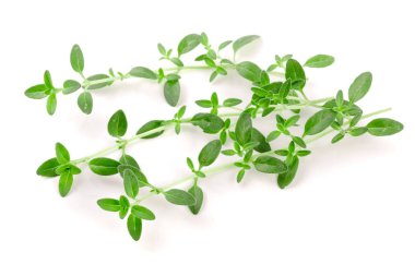 Beyaz arka plan üzerinde izole taze kekik baharat