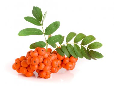 Beyaz arka plan üzerinde izole yaprak ile turuncu rowan