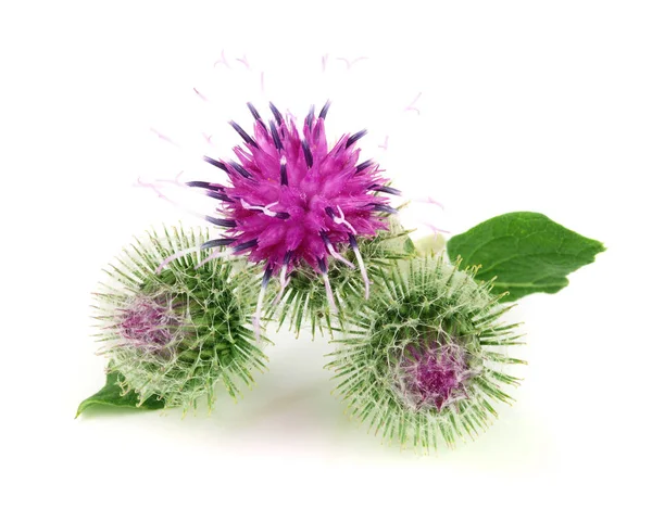 Flor de bardana aislada sobre fondo blanco. Planta medicinal: Arctium — Foto de Stock