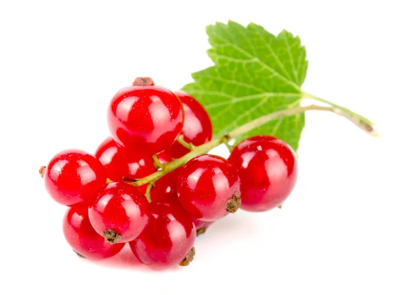 Merah currant berry dengan daun terisolasi pada latar belakang putih — Stok Foto