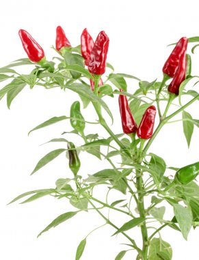 Şube kırmızı biber biber yaprağı ile beyaz bir arka plan üzerinde hiçbir gölge izole.