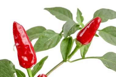 Şube kırmızı biber biber yaprağı ile beyaz bir arka plan üzerinde hiçbir gölge izole.