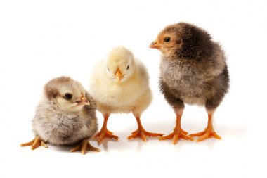 Beyaz arka plan üzerinde izole üç küçük tavuk