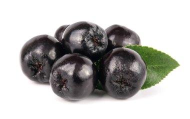 Chokeberry yaprak beyaz arka plan üzerinde izole. Siyah aronia çilek