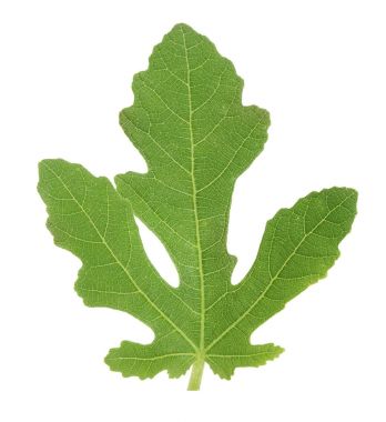 Beyaz arka plan üzerinde izole taze yeşil incir yaprağı